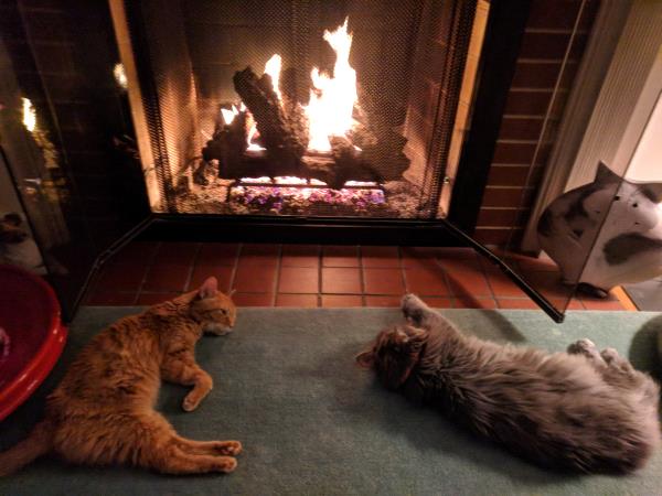 /Images/uploads/Cat Welfare Association/catwelfare2019calendarcontest/entries/6902thumb.jpg